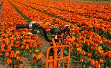 Cycling trails in the Netherlands