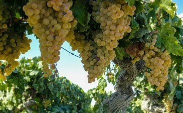 Raise a glass to Spain opening up again in its wine regions