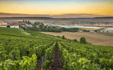 Assapora la stagione della vendemmia in Francia