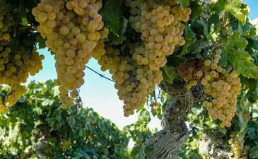 Brindemos porque España vuelva a abrirse en sus regiones vinícolas