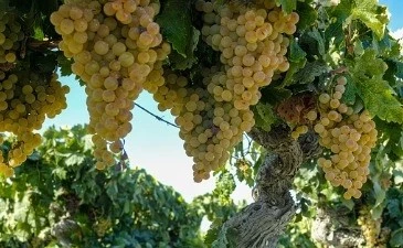 Erheben Sie Ihr Glas auf Spaniens Weinregionen